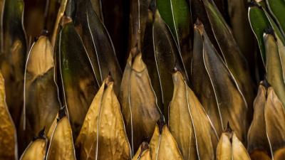 Plant macro surface 4k wallpaper