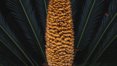 Plant palm fruit 4k wallpaper