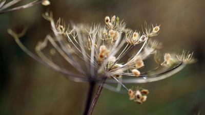 Plant shape grass backgroun 4k wallpaper