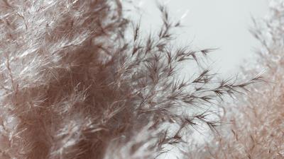 Plant spikelets fluffy 4k wallpaper