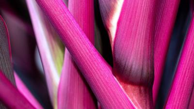 Plant stem macro 4k wallpaper