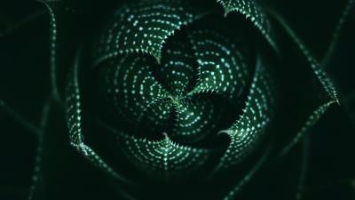 Plant succulent macro 4k wallpaper