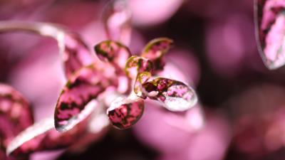 Plants flower petal 4k wallpaper