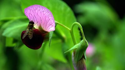 Plants flowers wasp insect 4k wallpaper