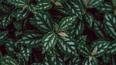 Plants leaves green photography 4k wallpaper