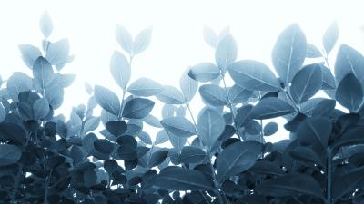 Plants leaves stalks 4k wallpaper