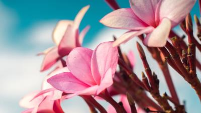 Plumeria flowers pink 4k wallpaper