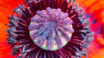 Poppy flower pistil 4k wallpaper