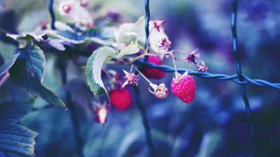 Raspberries berries petals close up 4k wallpaper