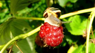 Raspberries snail berry close up 4k wallpaper