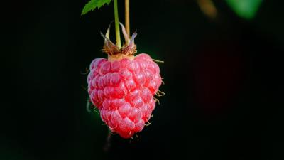 Raspberry berry macro 4k wallpaper