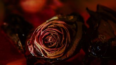 Rose bud dry 4k wallpaper