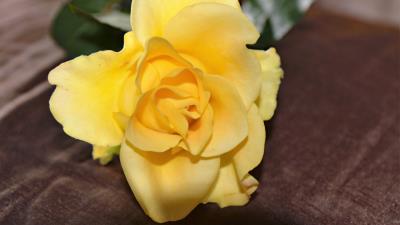 Rose bud yellow petals 4k wallpaper