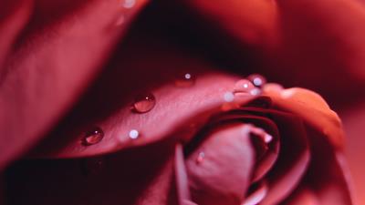 Rose drops close up 4k wallpaper