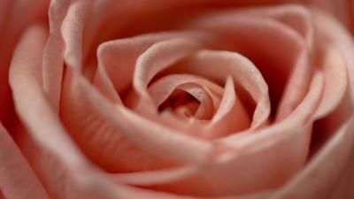 Rose flower macro photography 4k wallpaper