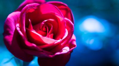 Rose flower macro 4k wallpaper