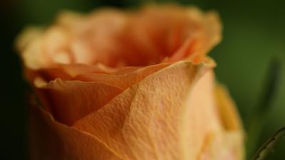 Rose petals flower bu 4k wallpaper