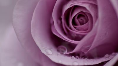 Rose petals flower gentl 4k wallpaper