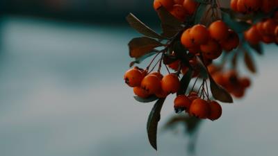 Rowan berries branch 4k wallpaper