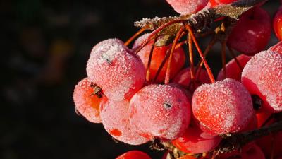 Rowan berries frost 4k wallpaper