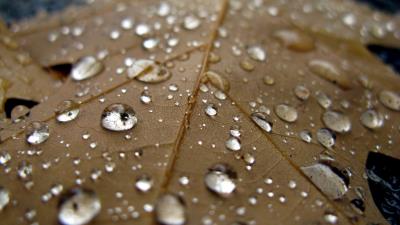 Sheet drop close up bro 4k wallpaper