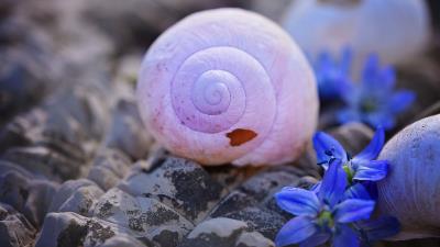 Shells flowers stones 4k wallpaper