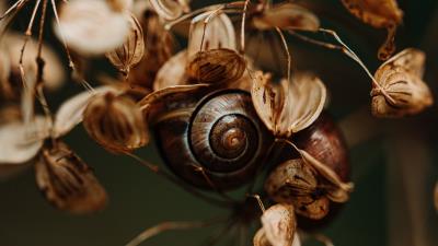 Snail leaves dry 4k wallpaper