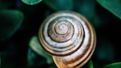 Snail leaves macro 4k wallpaper