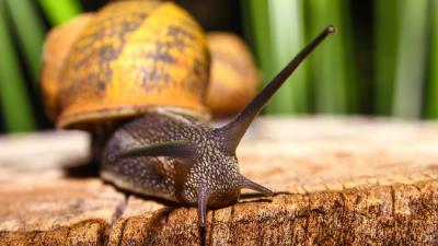 Snail shell antennae close up 4k wallpaper