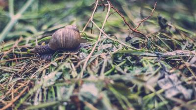Snail shell antennae grass 4k wallpaper