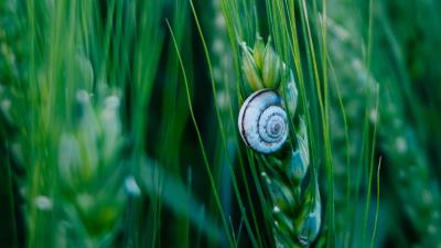 Snail shell macro 4k wallpaper