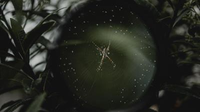 Spider cobweb magnifier 4k wallpaper
