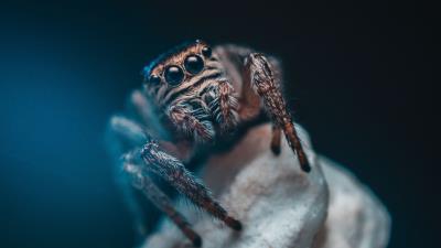 Spider eyes insect 4k wallpaper