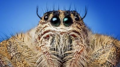 Spider insect eyes close up 4k wallpaper