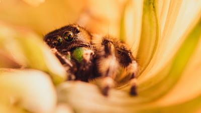 Spider macro flower 4k wallpaper