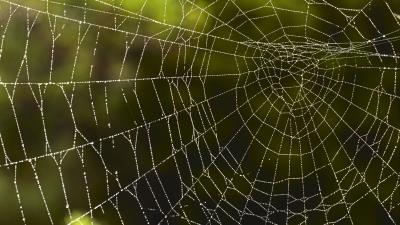 Spider web macro drops 4k wallpaper