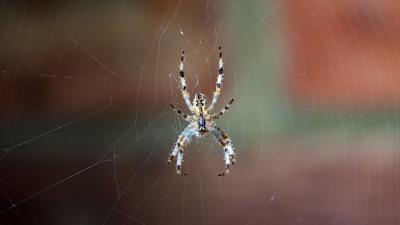 Spider web macro 4k wallpaper