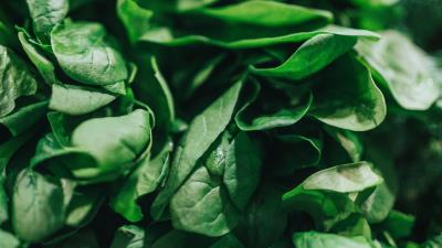 Spinach leaves green 4k wallpaper