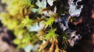 Sprout leaves close up 4k wallpaper