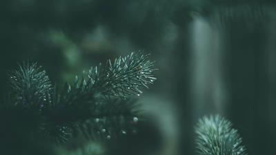 Spruce branches needles 4k wallpaper