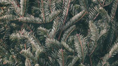 Spruce needles branches 4k wallpaper