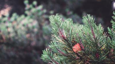 Spruce prickles sheet 4k wallpaper