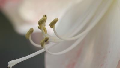 Stamen pollen flower close up 4k wallpaper