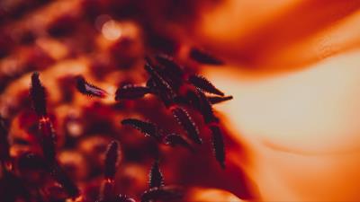 Stamens pollen flower 4k wallpaper