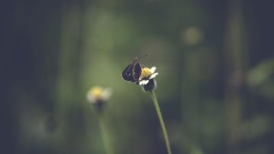 Stem butterfly insect 4k wallpaper