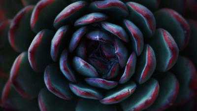 Succulent flower petals 4k wallpaper