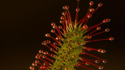 Sundew plant macro 4k wallpaper