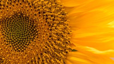 Sunflower flower macro 4k wallpaper