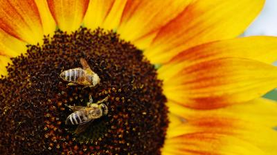 Sunflowers bees pollination 4k wallpaper
