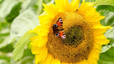 Sunflowers butterfly flower petals 4k wallpaper